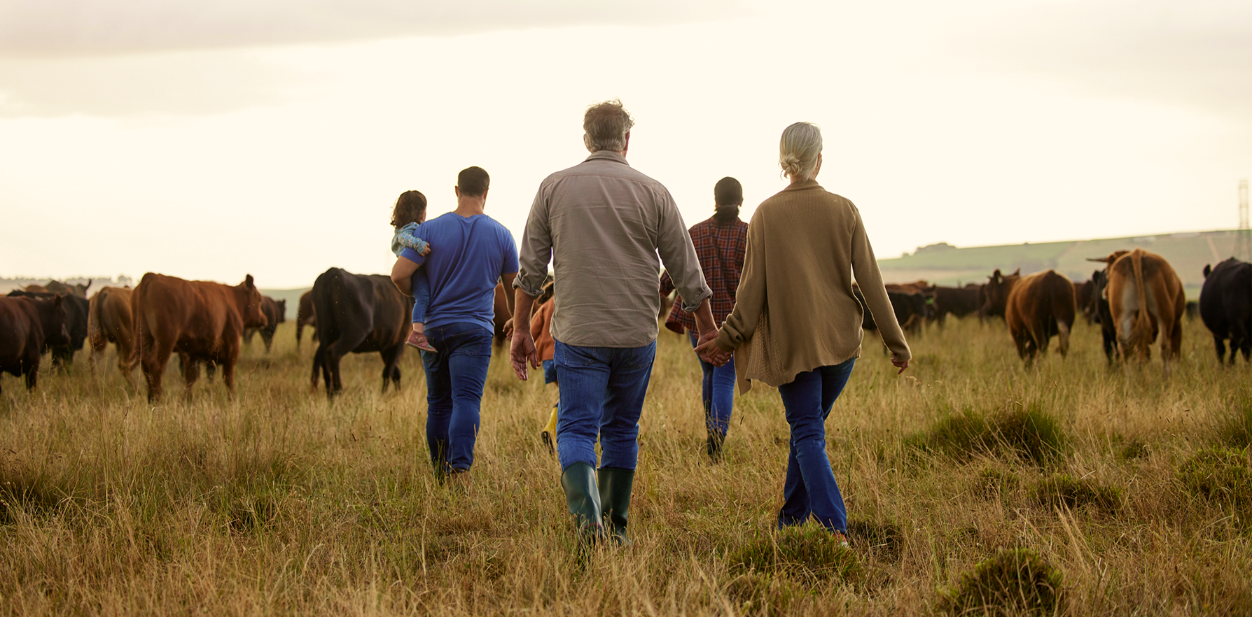 Farmers walking through a pasture with cows at Rodey Farms