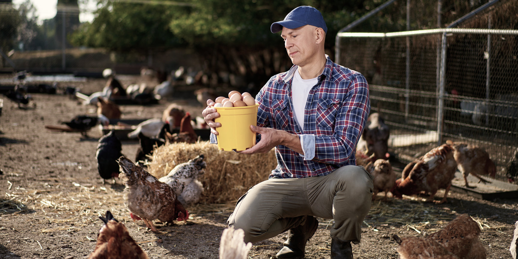 Rodey Farms Partner in a plaid shirt and cap feeding chickens on a farm.