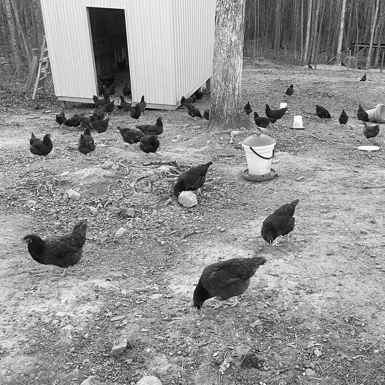Black and white photo of chickens near a coop at Rodey Farms