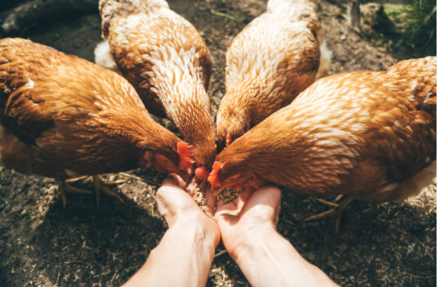 Rodey Farmshens gathered around a person's hand on a natural background